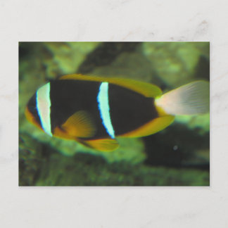 tropical fish postcard