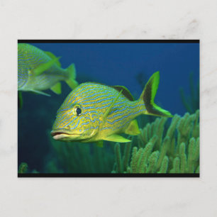 Tropical Fish Postcard