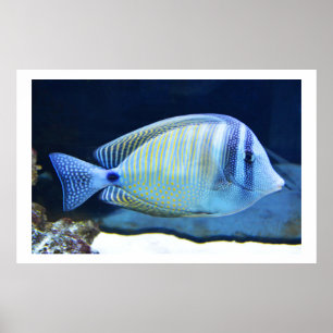 Tropical fish poster
