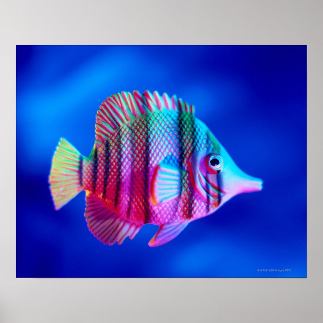 Tropical Fish Poster (Front)