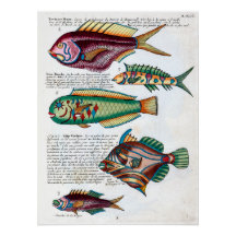 Tropical Fish