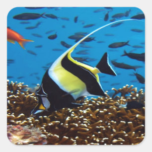 Tropical fish square sticker