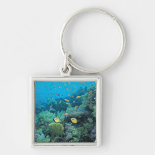 Tropical fish swimming over reef key ring