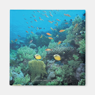Tropical fish swimming over reef magnet