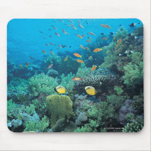 Tropical fish swimming over reef mouse mat