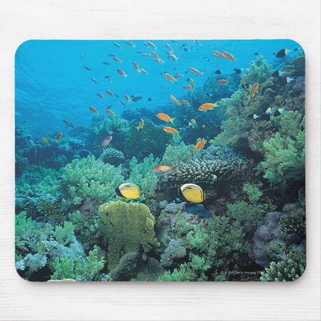 Tropical fish swimming over reef mouse mat (Front)