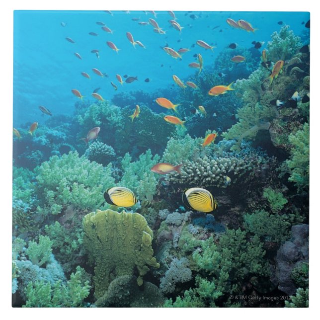Tropical fish swimming over reef tile (Front)