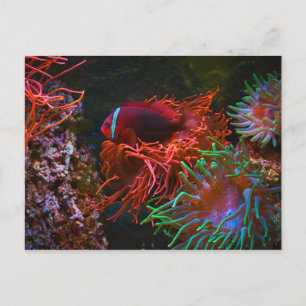 Tropical Fish Undersea Coral Postcard