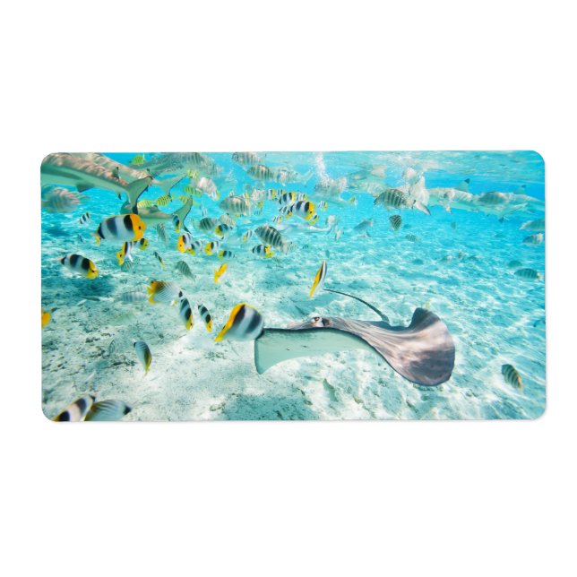 Tropical fishes (Front)
