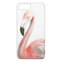 Tropical Flamingo Bird