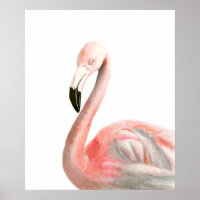 Tropical Flamingo Bird