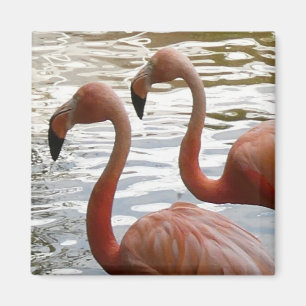 Tropical Flamingo Birds Magnet