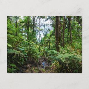 Tropical flora of el yunque rainforest postcard