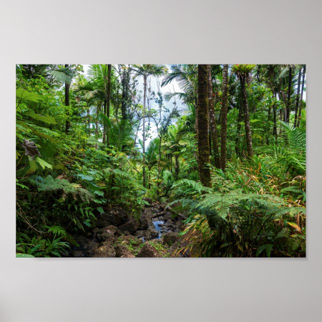 Tropical flora of el yunque rainforest poster (Front)