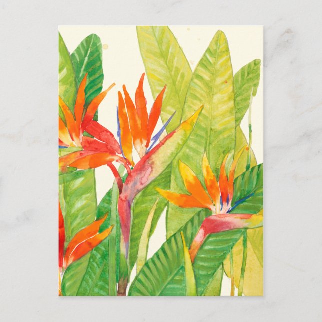 Tropical Flowers | Bird of Paradise Postcard (Front)