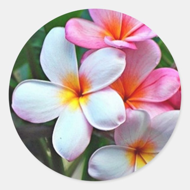 Tropical flowers classic round sticker (Front)