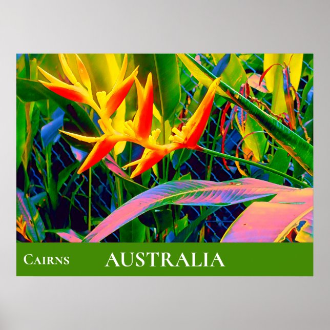 Tropical flowers heliconia Queensland Australia Poster (Front)