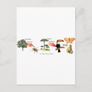 tropical forest area postcard