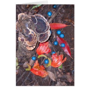 Tropical Forest Floor