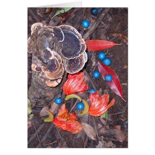 Tropical Forest Floor (Front)