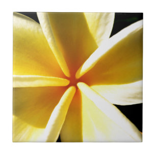 Tropical Frangipani Floral Photography Tile