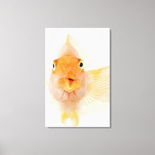 Tropical freshwater fish canvas print