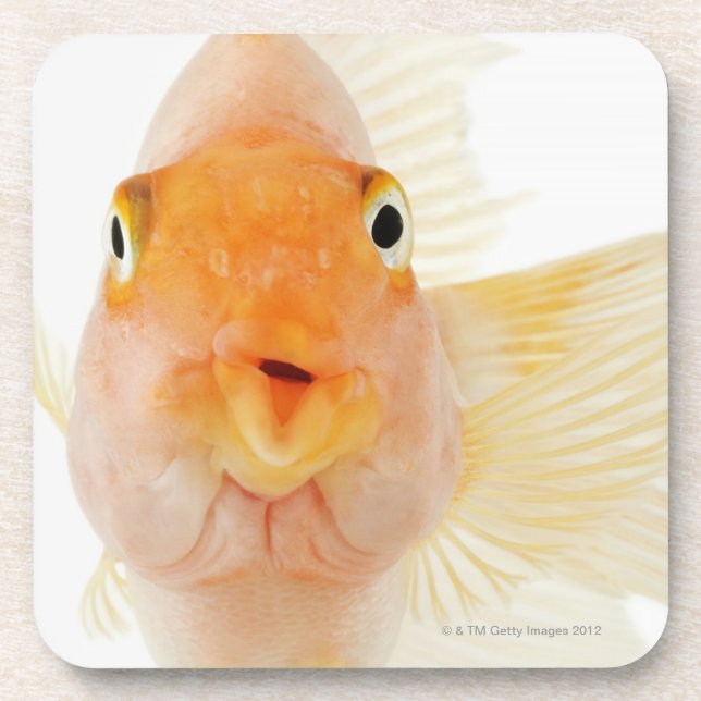 Tropical freshwater fish coaster (Front)