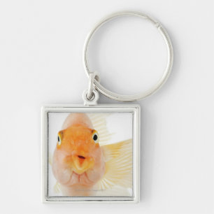 Tropical freshwater fish key ring