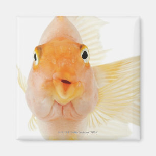 Tropical freshwater fish magnet