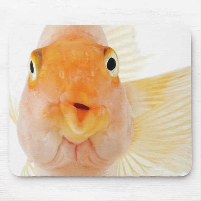 Tropical freshwater fish mouse mat (Front)