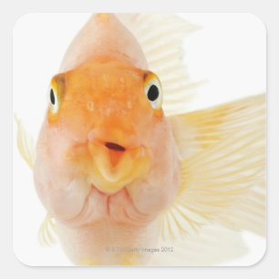 Tropical freshwater fish square sticker