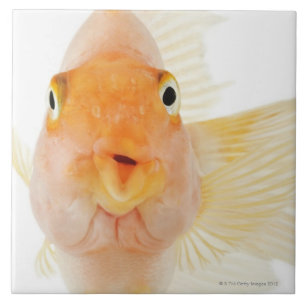 Tropical freshwater fish tile