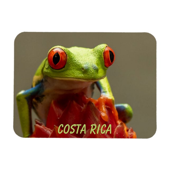 Tropical Frog with Red Eyes in Costa Rica Magnet (Horizontal)