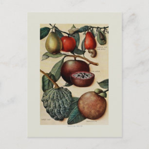 Tropical Fruits Postcard