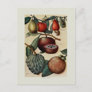 Tropical Fruits Postcard