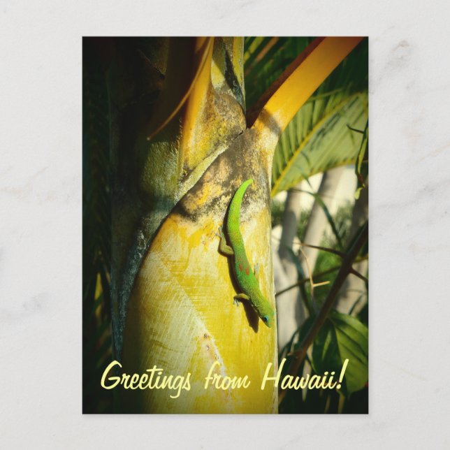 Tropical gecko Hawaiian greetings postcard (Front)