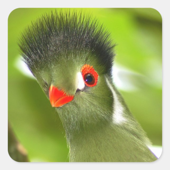 Tropical green bird sticker (Front)