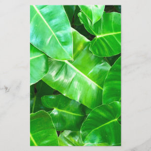 Tropical Green Foliage