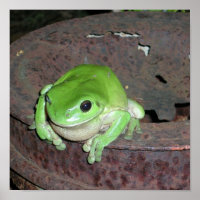 Tropical Green Tree Frog