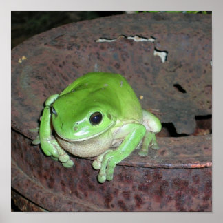 Tropical Green Tree Frog Poster