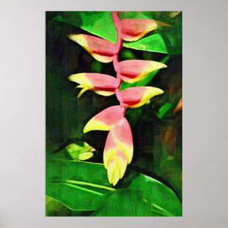 Tropical Heliconia - Lobster Claw  Poster