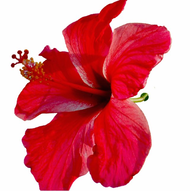 Tropical Hibiscus Flower Standing Photo Sculpture (Front)