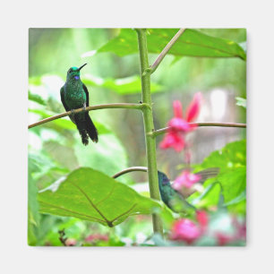 Tropical Hummingbird and Flowers Magnet