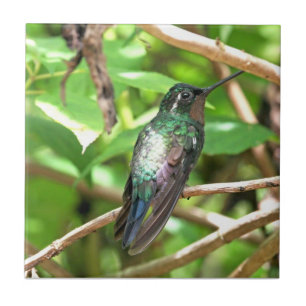 Tropical Hummingbird Picture Tile