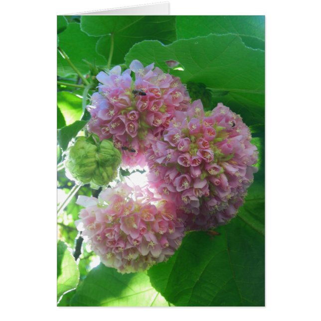 Tropical Hydrangea Tree (Front)