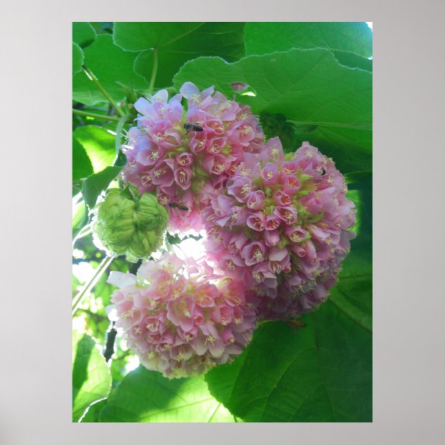 Tropical Hydrangea Tree Poster (Front)