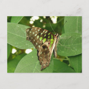 Tropical Iridescent Green Butterfly Postcard