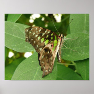 Tropical Iridescent Green Butterfly Print