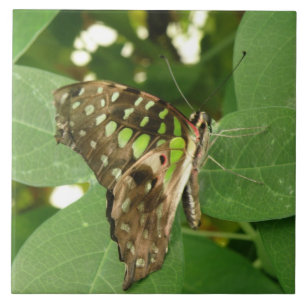 Tropical Iridescent Green Butterfly Tile