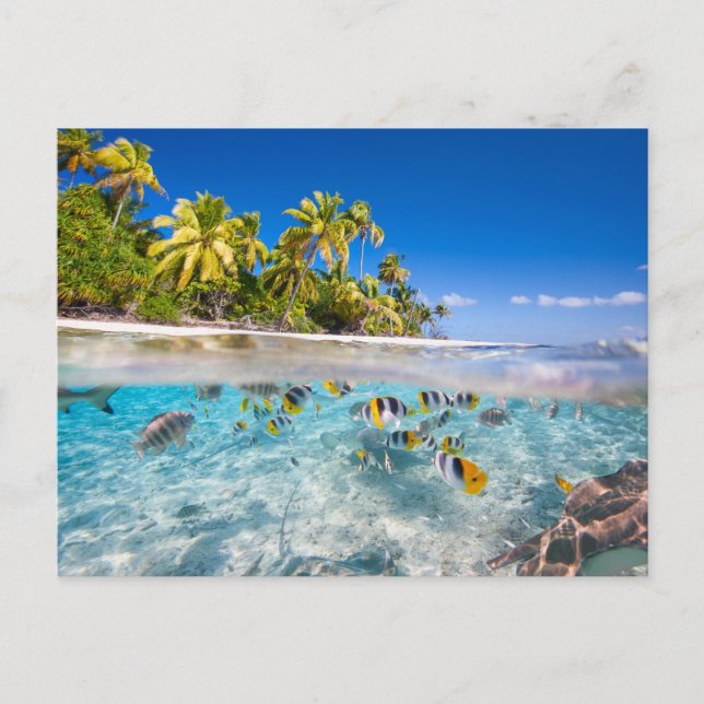 Tropical island under and above water postcard (Front)